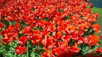 keukenhof flower in the netherlands on a sunny day