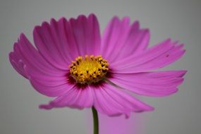 Macro picture of cosmos flower