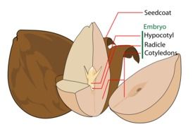 avocado in a scientific context