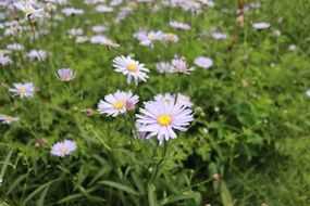cosmos flowers on a green meadow