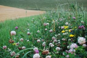 Clovers on the field