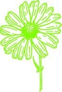 Picture of green marguerite flower