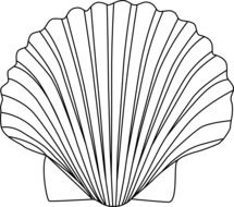 shell biology drawing