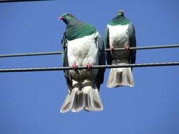 pigeons sit on wiring