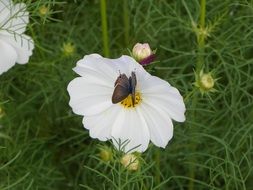 insect on white flower close-up