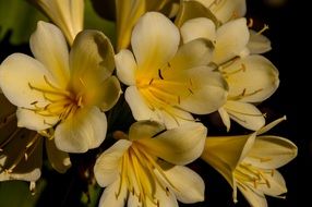 clivia yellow flower