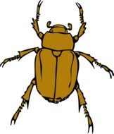 painted brown beetle