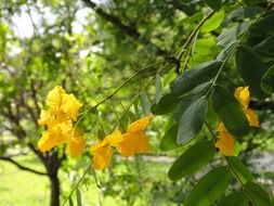 yellow flowers on a branch in spring