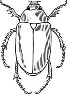 beetle in black and white graphic representation