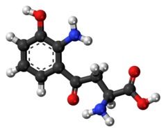 hydroxykynurenine model