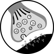 simple cell in biology
