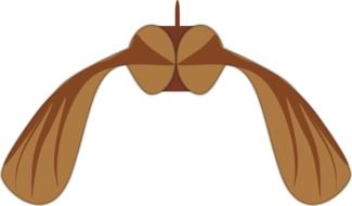 graphic image of brown seeds of maple