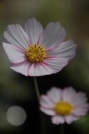 pink small flower