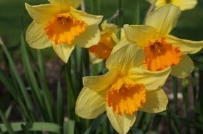 Yellow and orange daffodils