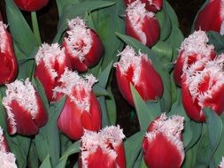 red curly tulips