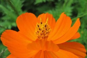 Yellow cosmos clipart