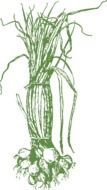 bunch of green onions on a white background