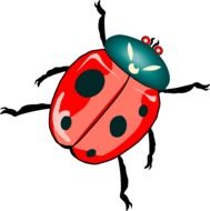 ladybug insect as a drawing