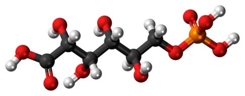 phosphogluconic acid molecule in chemistry