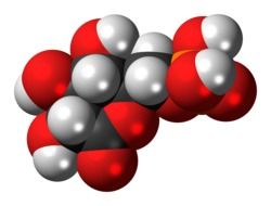 phosphogluconolactone molecule in chemistry