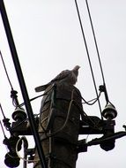 pigeon on a high voltage pole