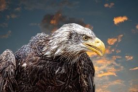 Dangerous eagle sky view