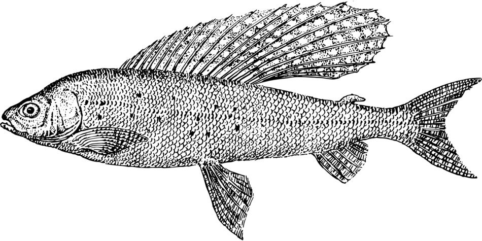 clipart of the fish