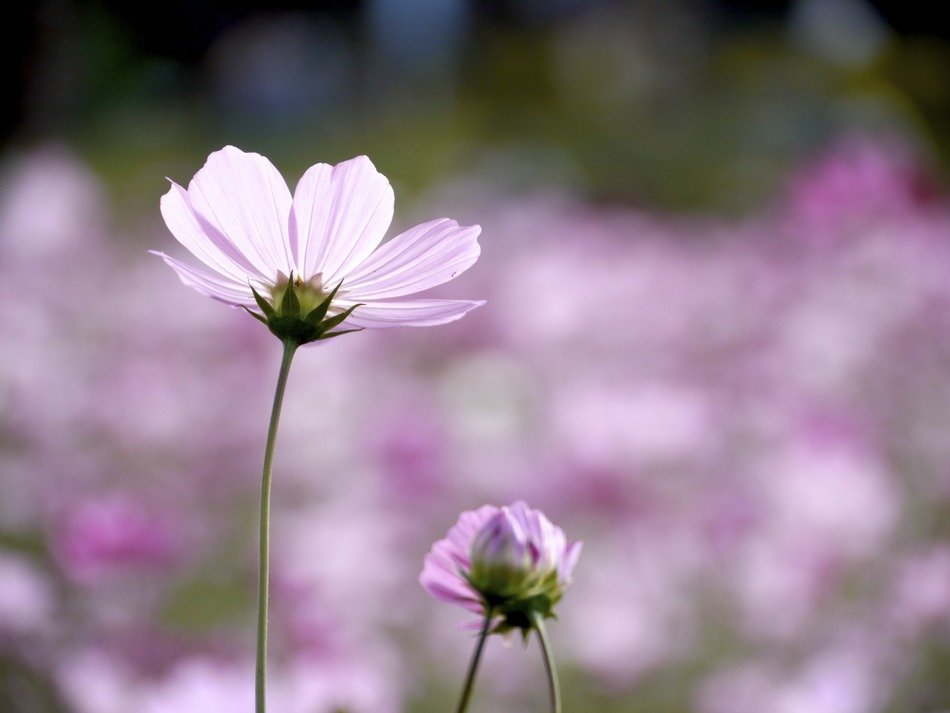 cosmos one flower