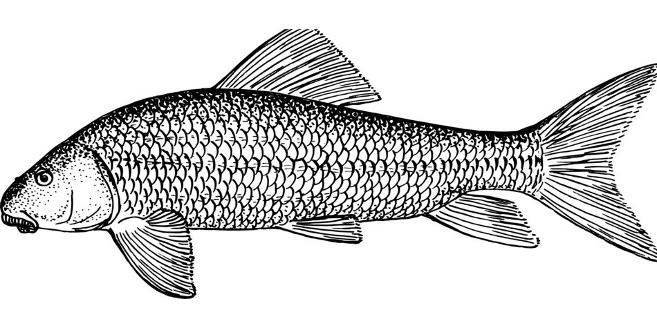 drawn fish in the textbook
