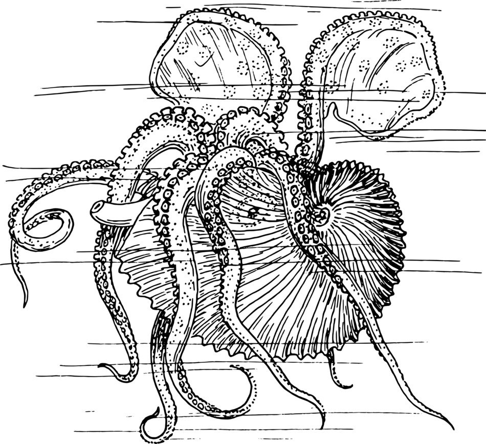 Mollusc Sea Animal Free Image Download