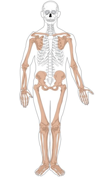 human skeleton in the shell