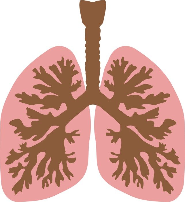 lungs air tube