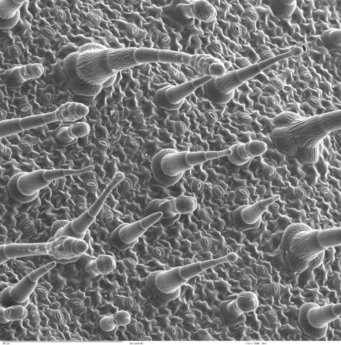 Picture of cell