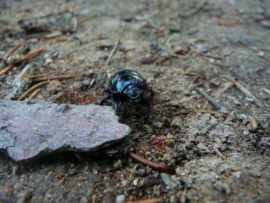 Earth-boring dung beetle on the ground