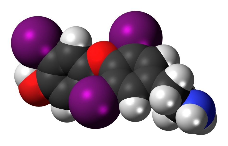 triiodothyronamine molecule model