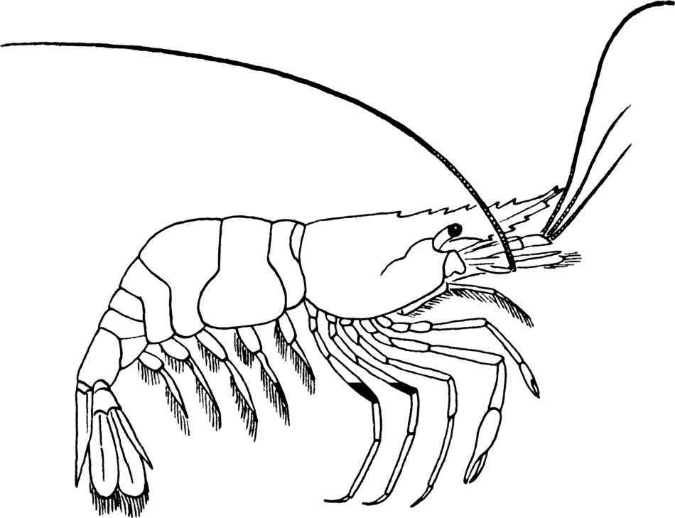 crustacean drawing