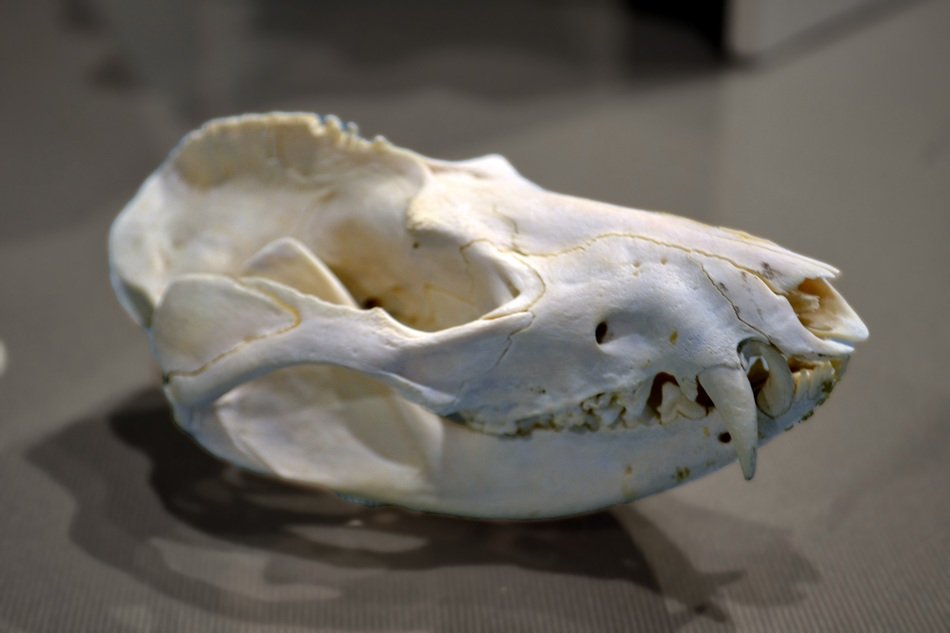 skull raccoon d