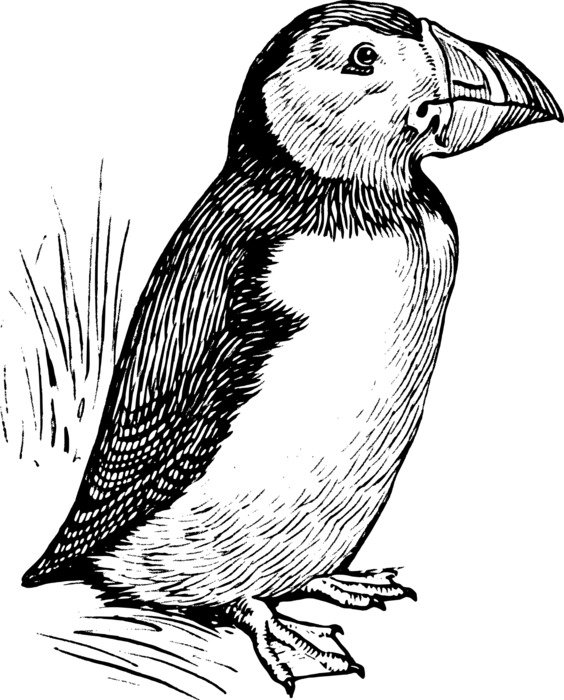 clipart of the puffin