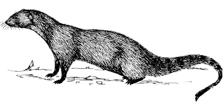 polecat fitch rodent animal drawing