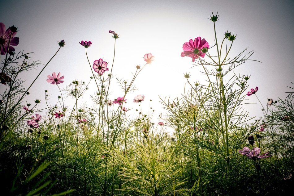 flowers in the spring meadow