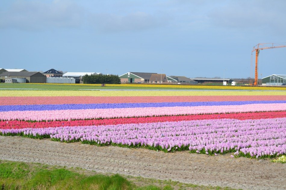 colorful field of blooming spring flowers, netherlands, amsterdam