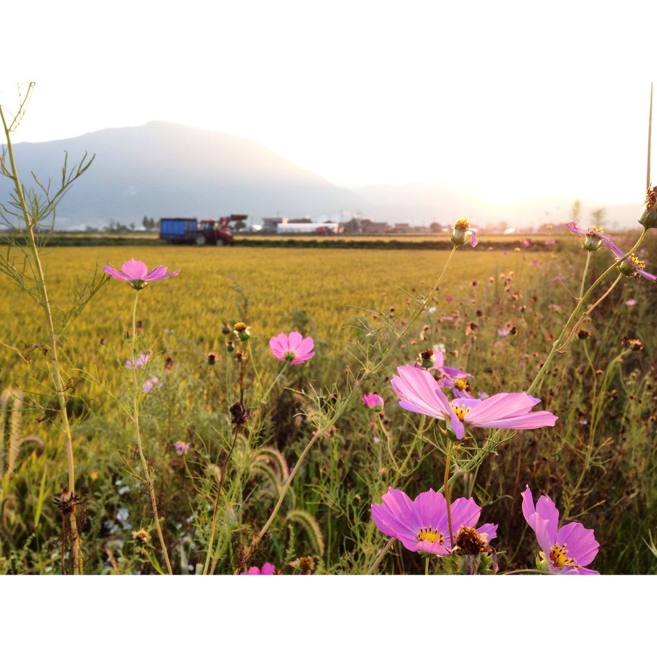 pink flowers in the autumn meadow