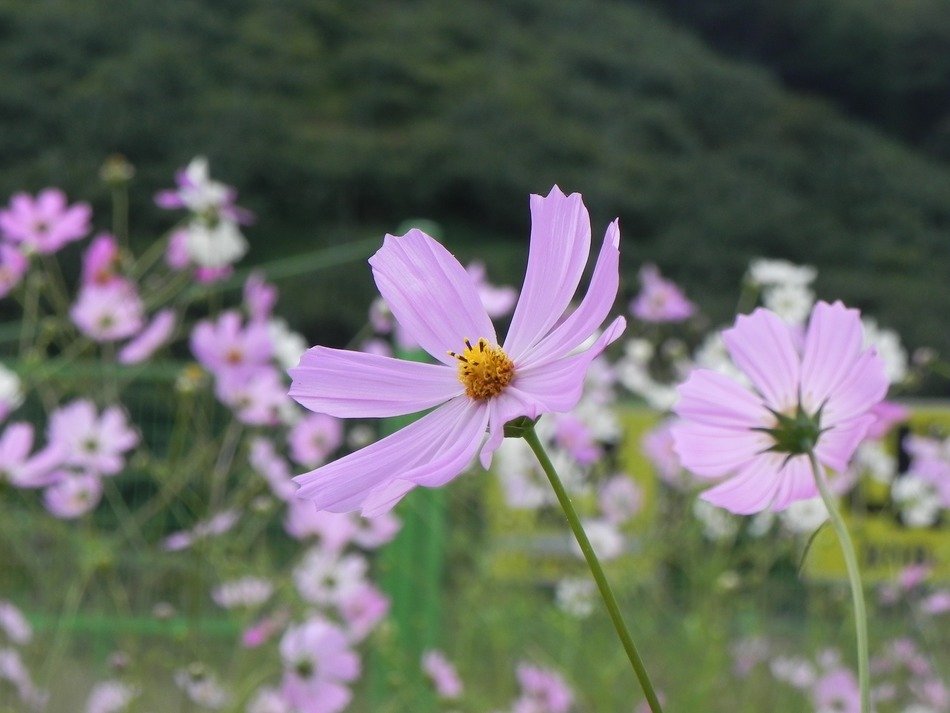 field of pink flowers in the meadow