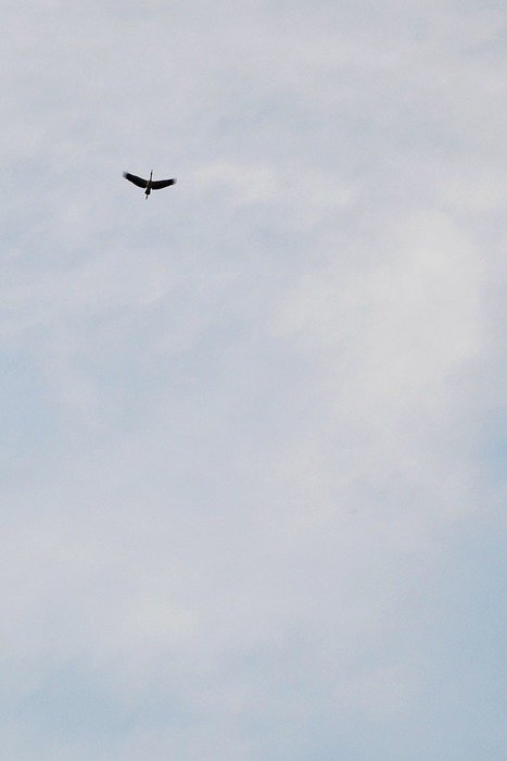 the bird is flying under the cloudy sky
