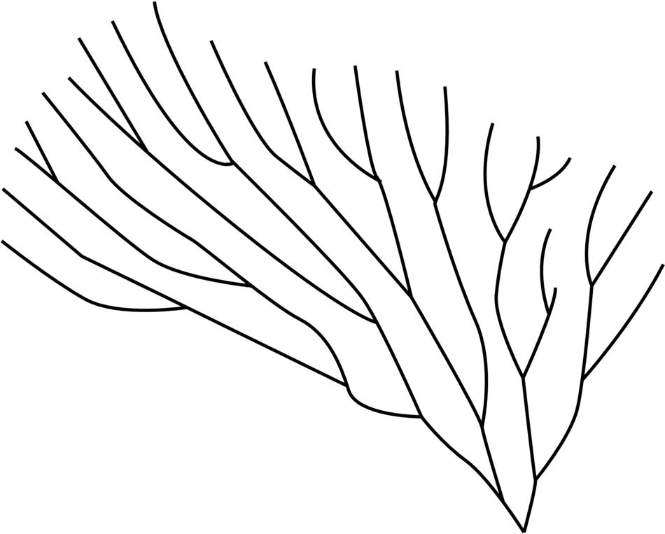 drawing of coral in biology