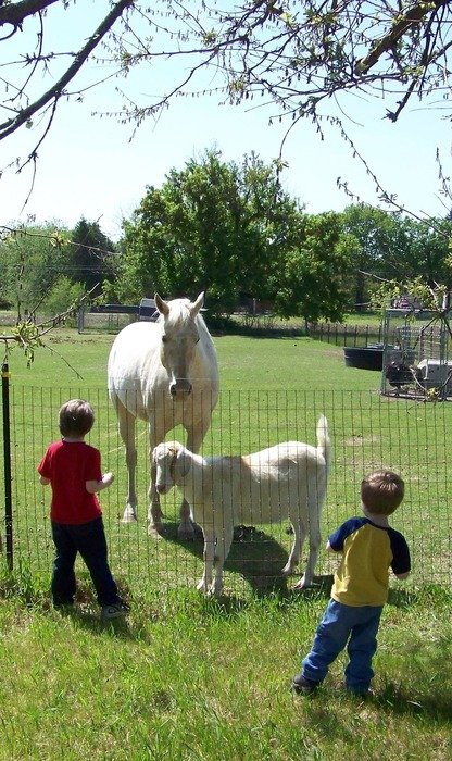 children in the backyard on a sunny day