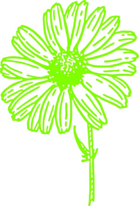 Picture of green marguerite flower