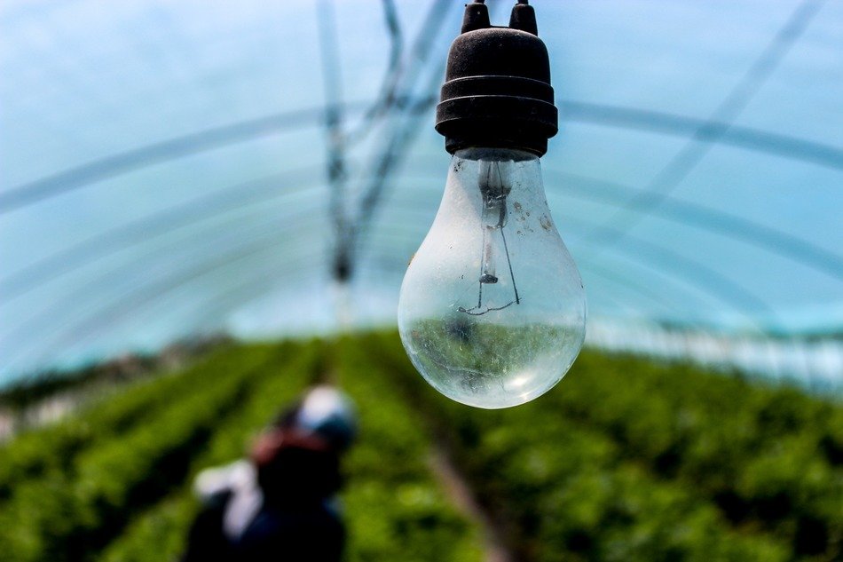 electric lamp in the greenhouse