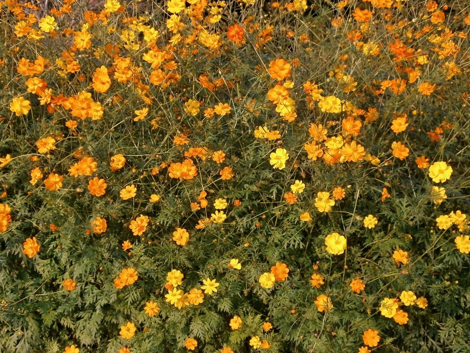 cosmos flower sulphurous on field