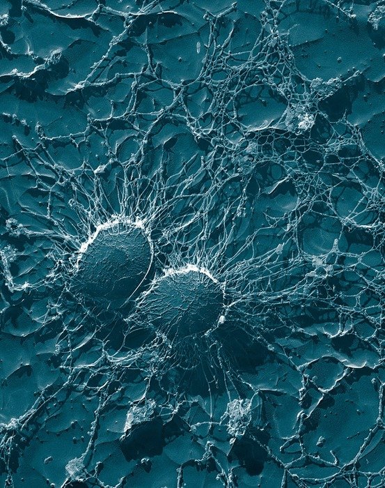 pathogenic microorganisms close up